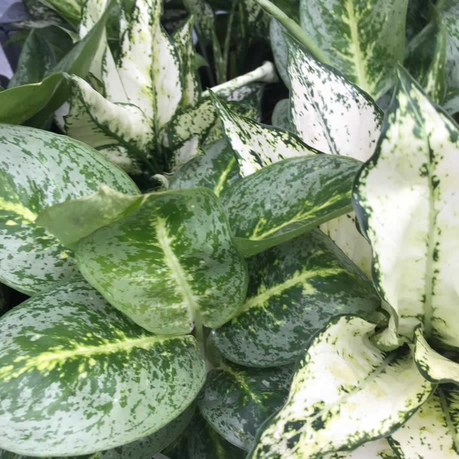 Chinese Evergreen (Aglaonema sp.)