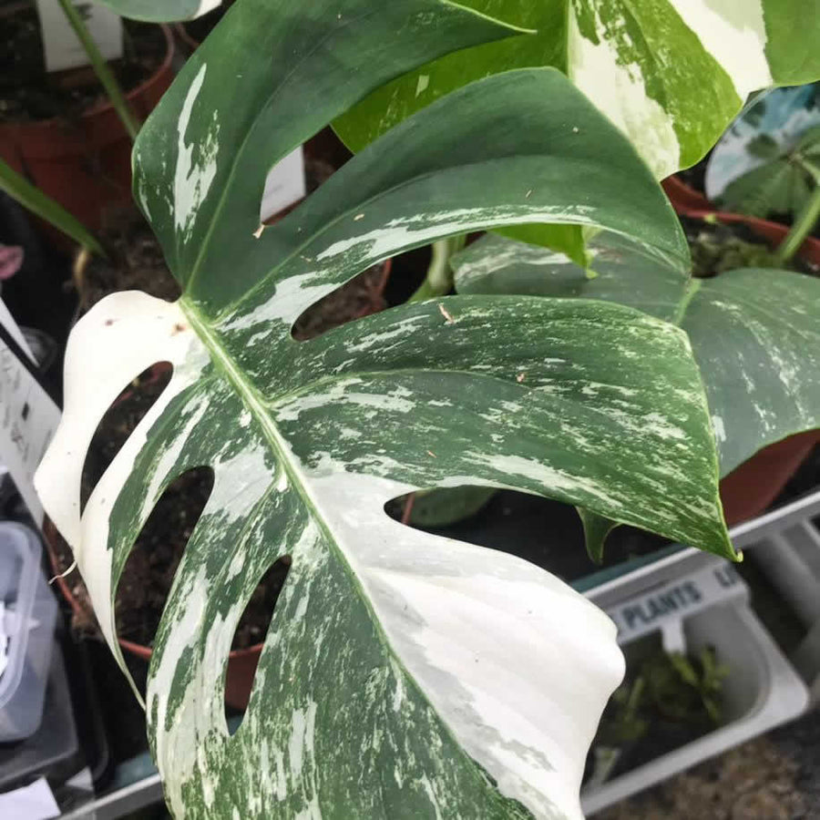 Swiss Cheese Plant 'Variegated' (Monstera delicoisa 'Variegated')