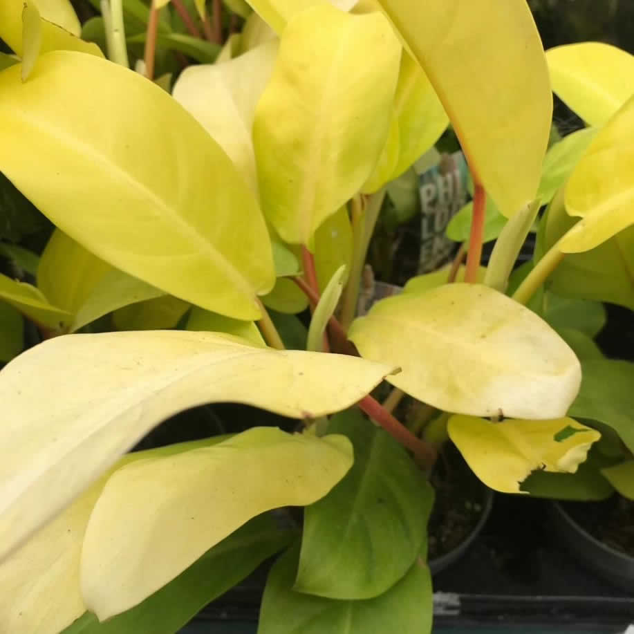 Philodendron 'Malay Gold'