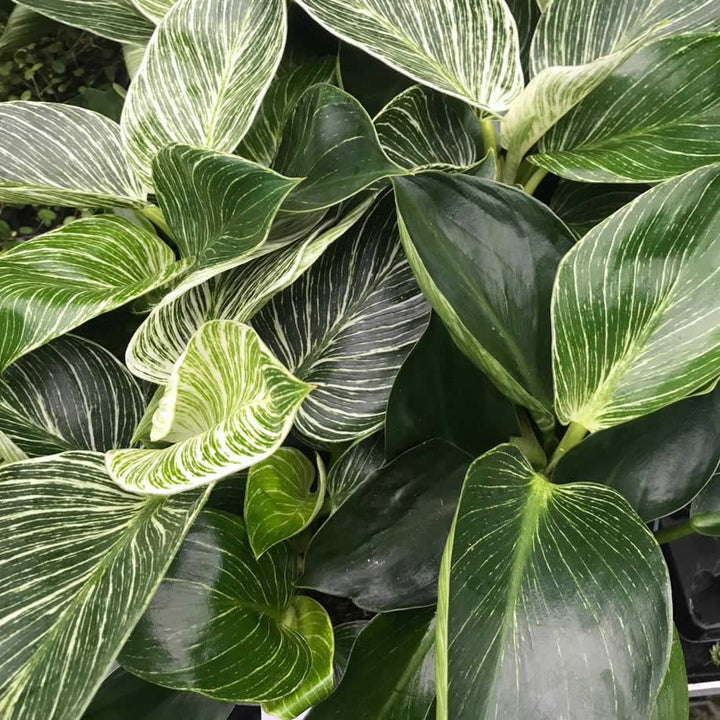 Philodendron 'Birkin'