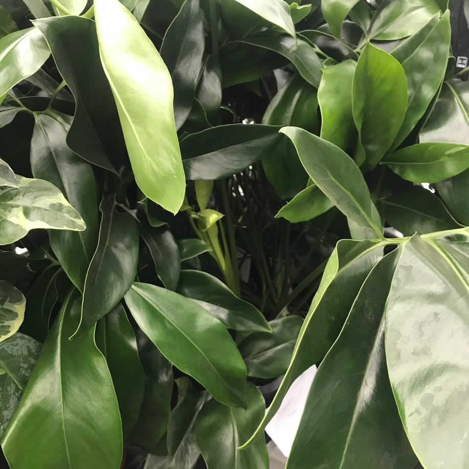 Philodendron 'Green'