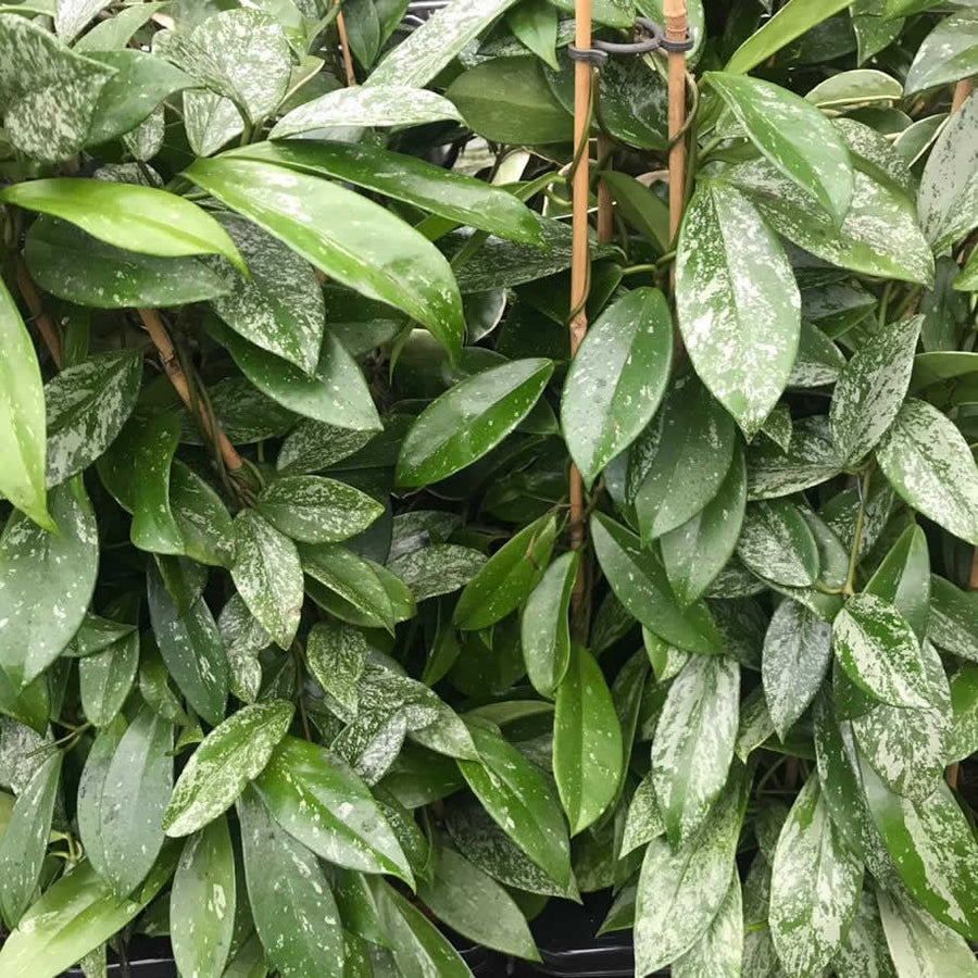 Wax Plant (Hoya sp.)