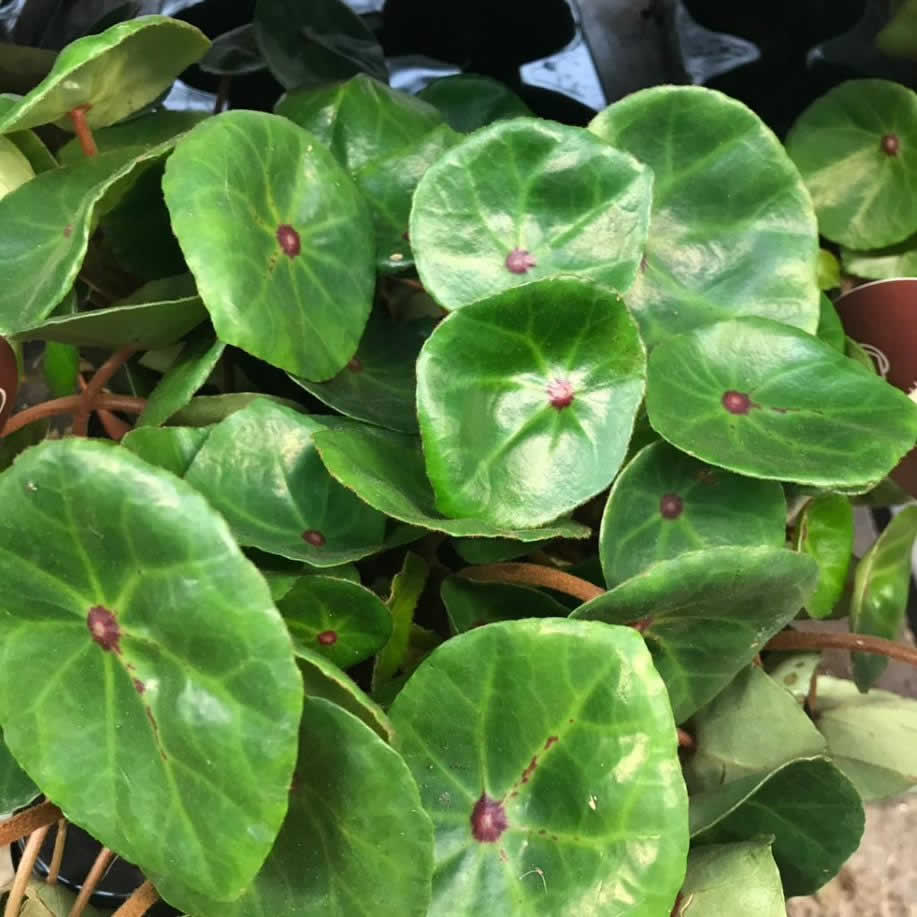 Red Ruby Begonia (Begonia conchifolia)