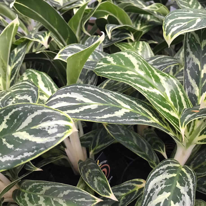 Chinese Evergreen (Aglaonema sp.)