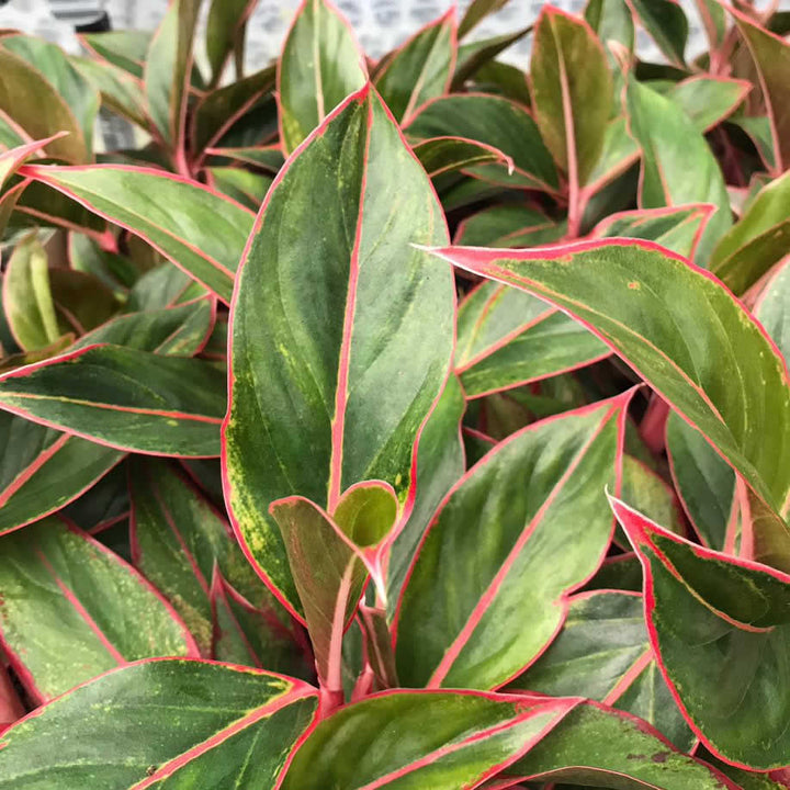 Chinese Evergreen 'Red' (Aglaonema sp.)