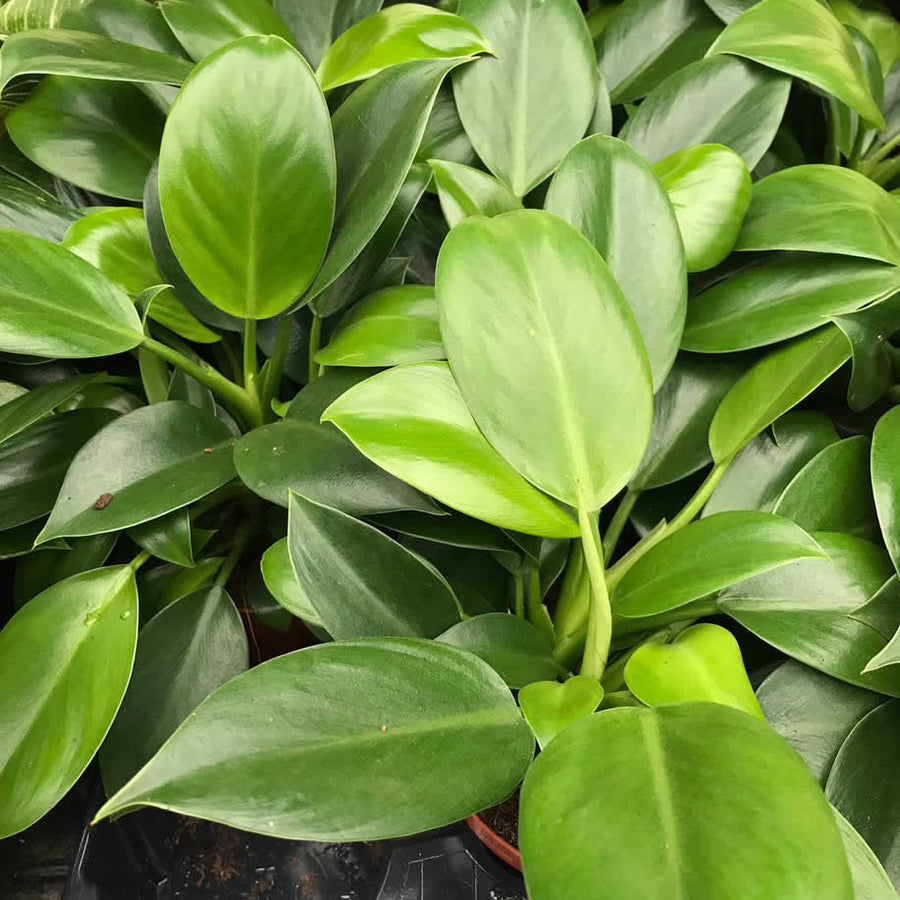 Philodendron 'Green Princess'