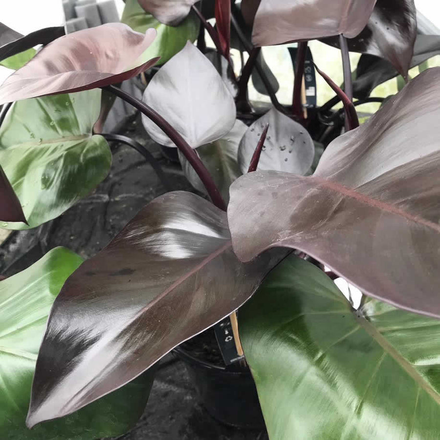 Philodendron 'Purple Congo'