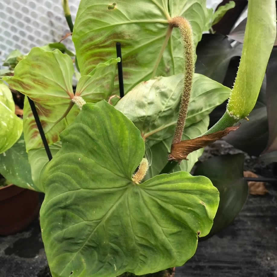 Philodendron verrucosum