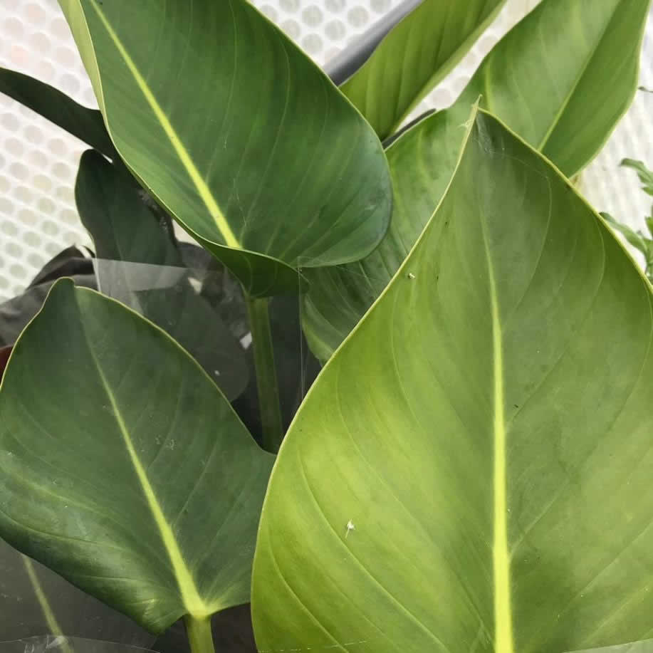 Philodendron 'Congo'