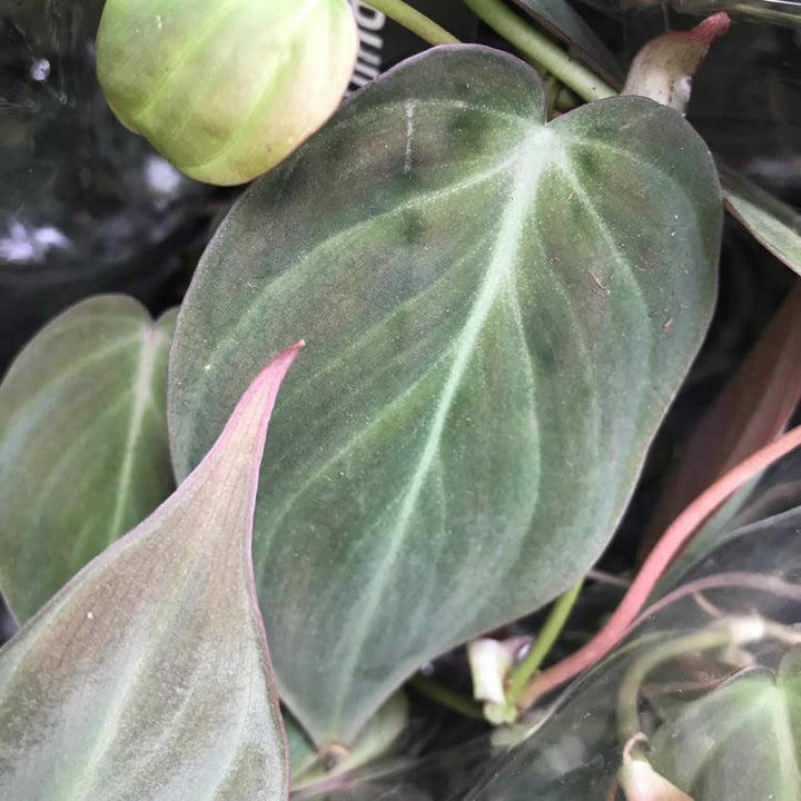 Philodendron Micans (Philodendron hederaceum)