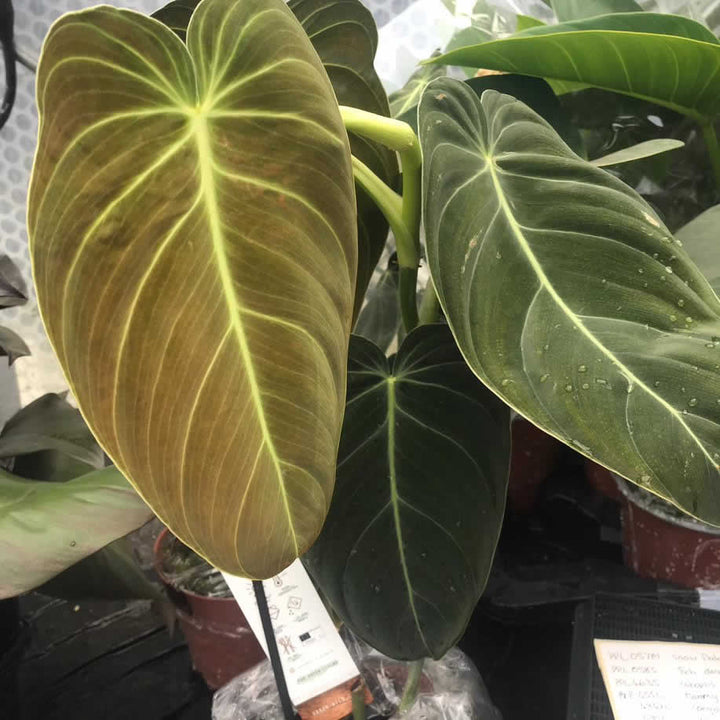 Black Gold Philodendron (Philodendron melanochrysum)