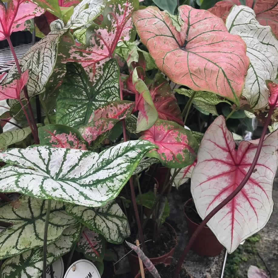 Heart of Jesus (Caladium sp.)