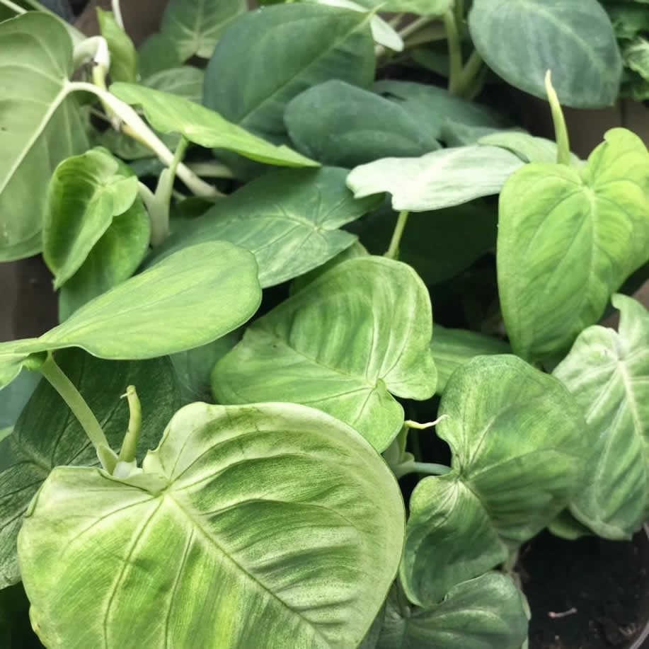 Arrowhead Vine 'Ice Frost' (Syngonium 'Ice Frost')