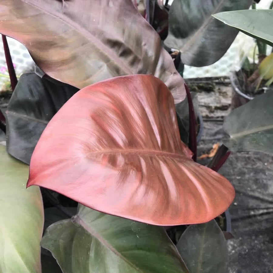 Philodendron 'Black Cardinal'