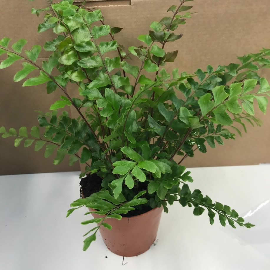 Buy Mahogany Maidenhair Fern (Didymochlaena truncatula) online UK