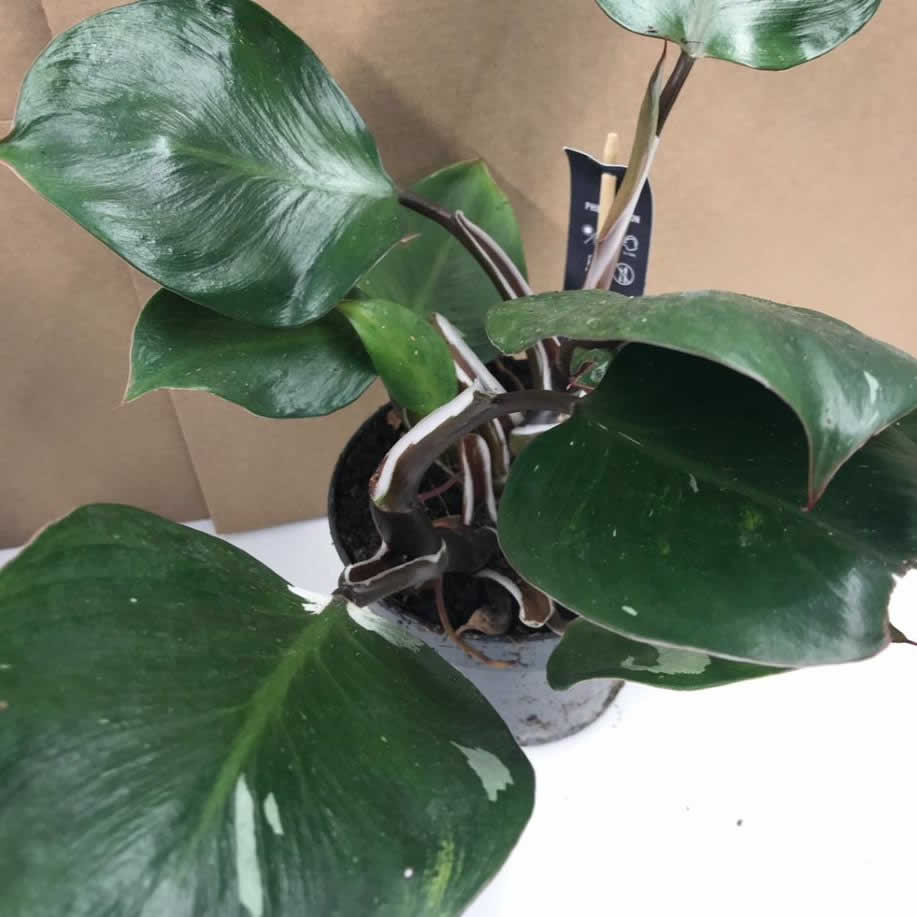 Philodendron 'White Knight'