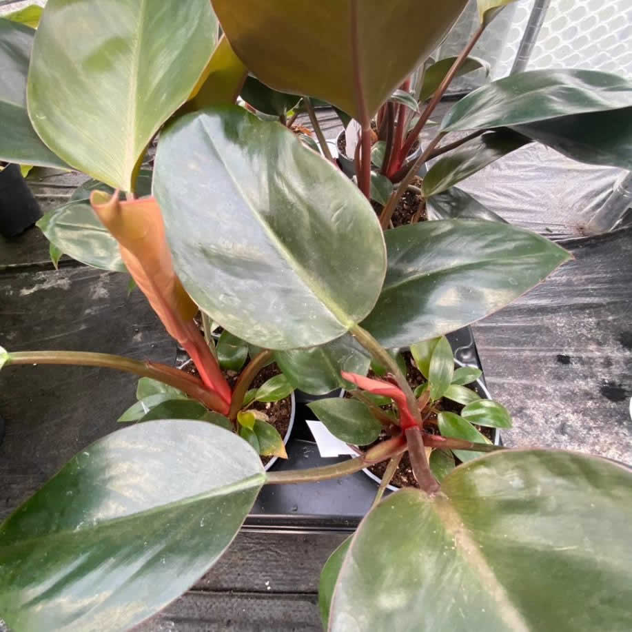 Philodendron 'Rojo Congo'