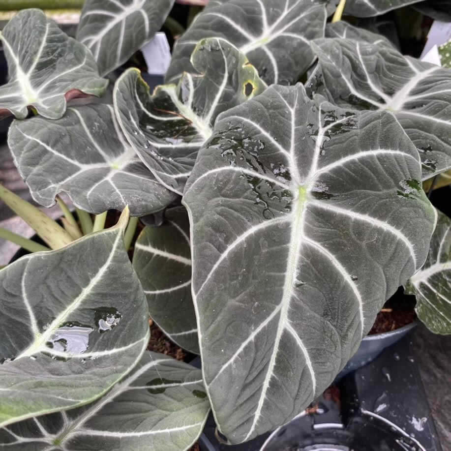 Alocasia 'Black Velvet'