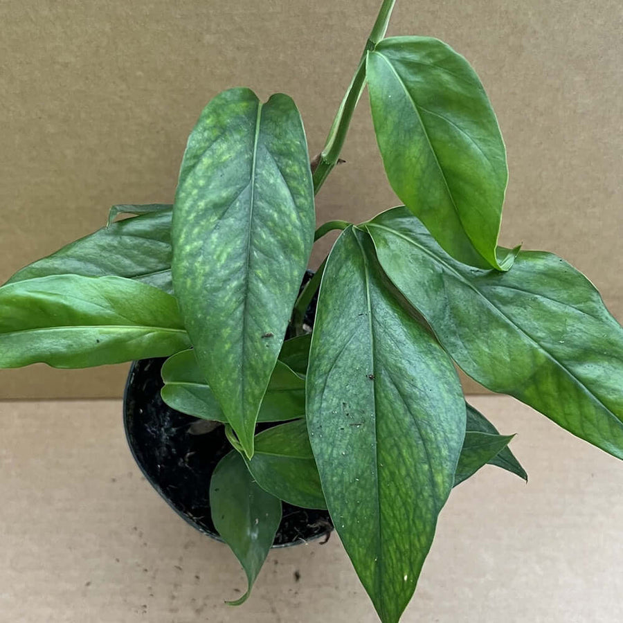 Devil's Ivy (Epipremnum pinnatum) - Large
