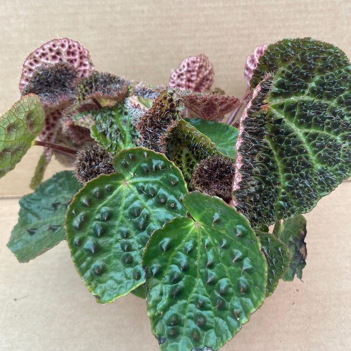 Buy Begonia ferox (Ferocious Begonia) online UK