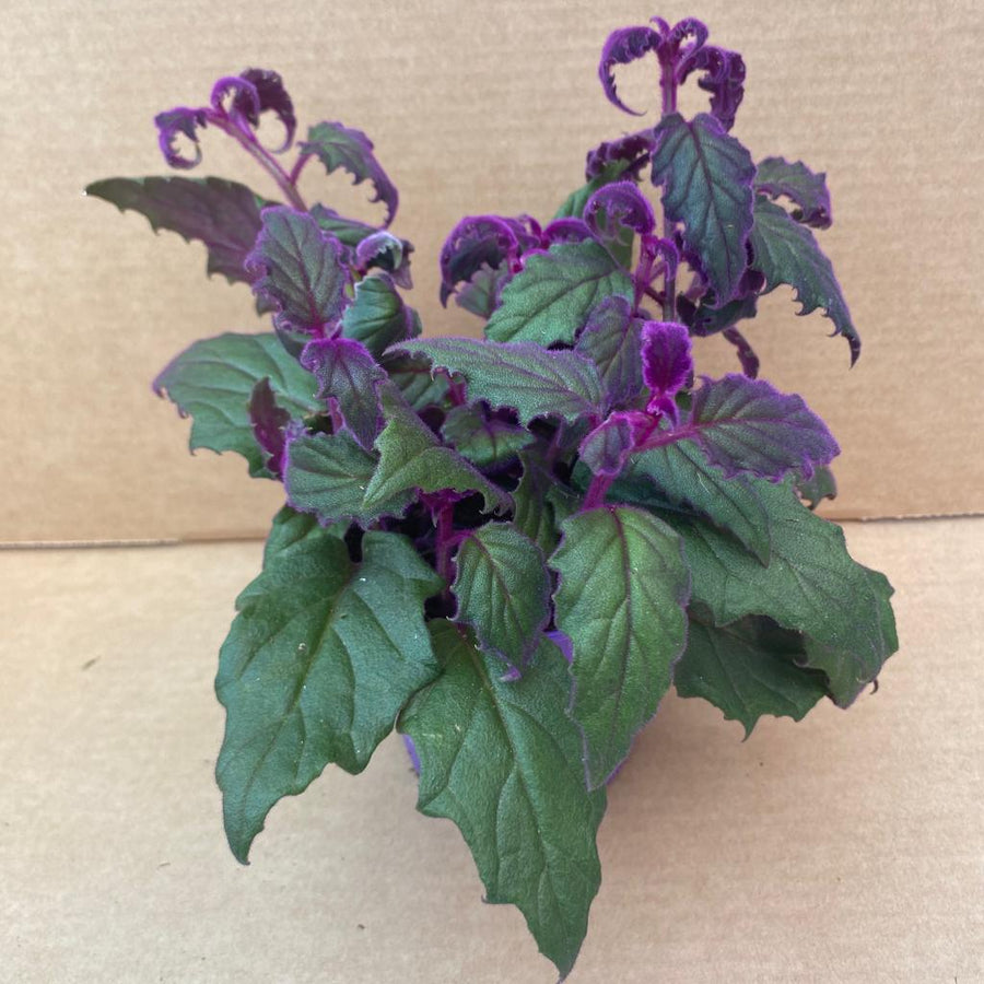 Purple Velvet Plant (Gynura aurantiaca)