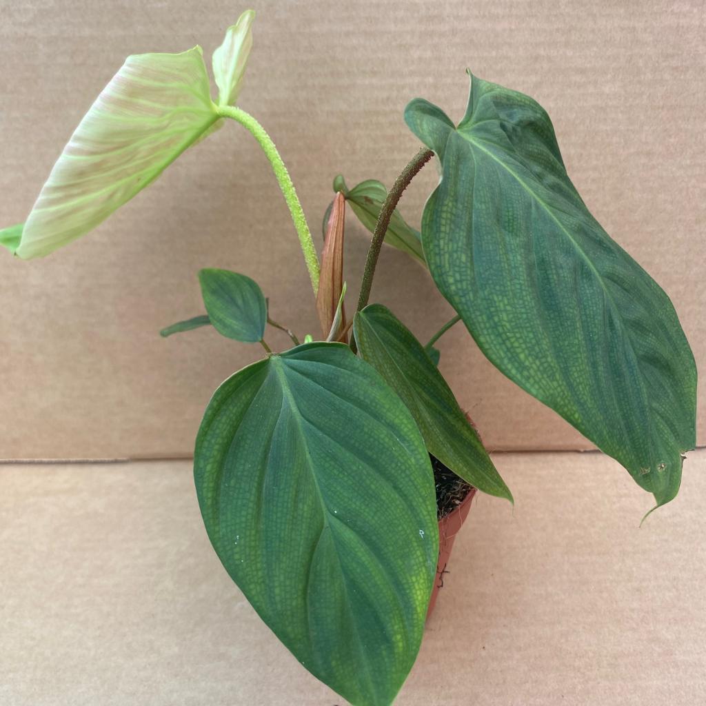 Philodendron 'Fuzzy Petiole'