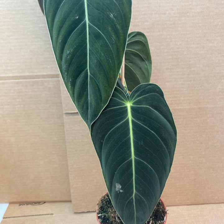 Philodendron gigas