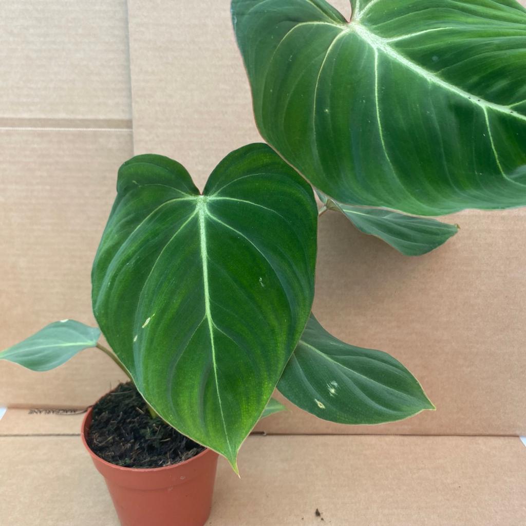 Philodendron gloriosum