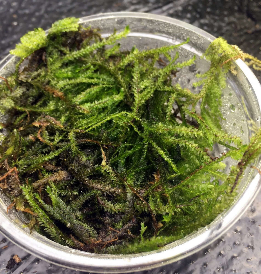 Christmas Moss (Vesicularia montagnei)