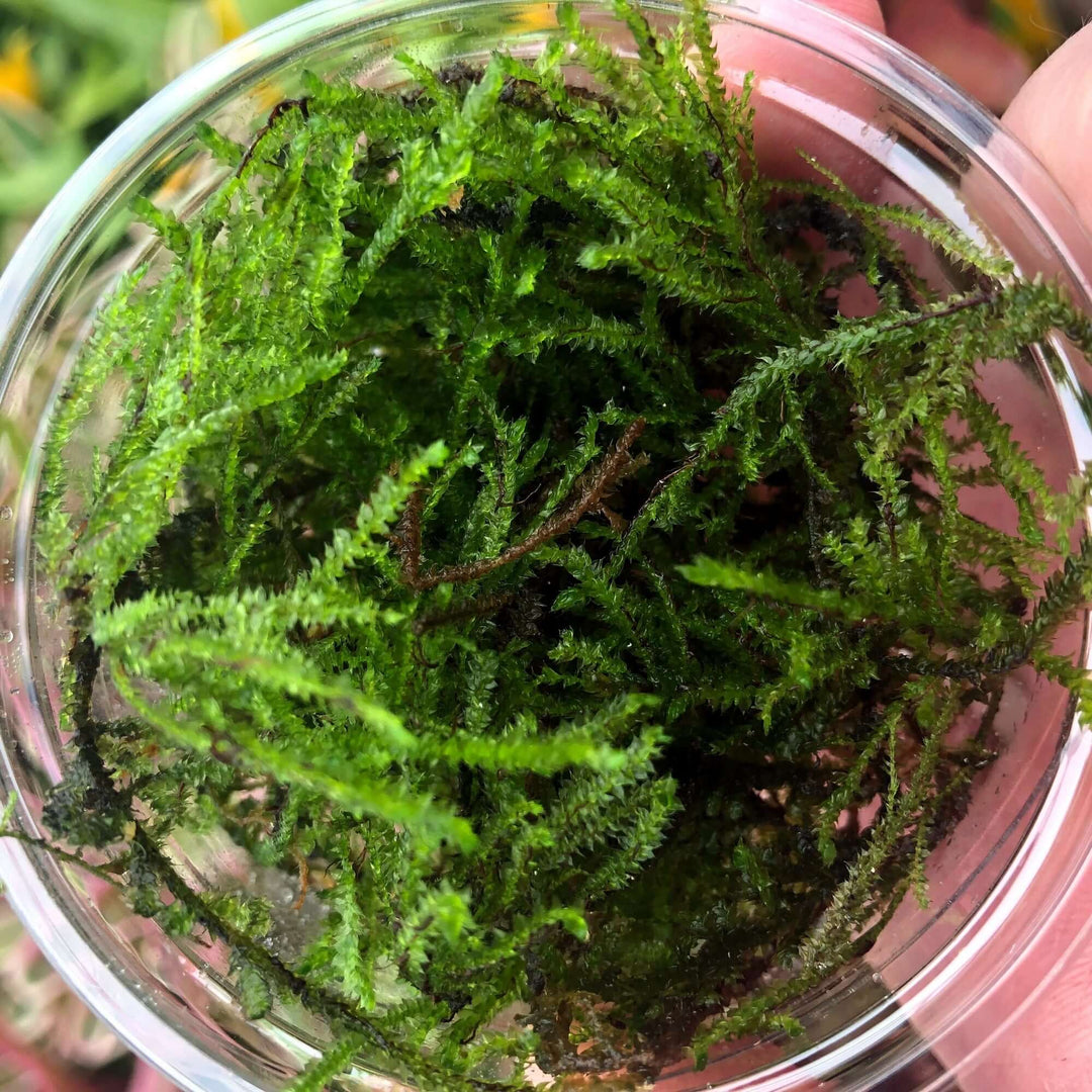 Barbieri Java Moss (Taxiphyllum barbieri)