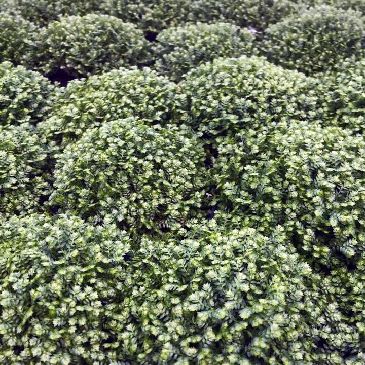 Meadow Spikemoss (Selaginella apoda)