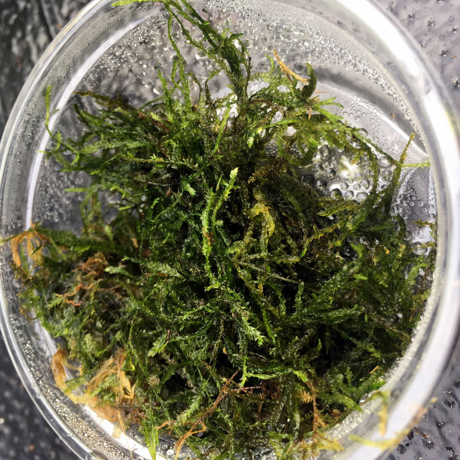 Taiwan Moss (Taxiphyllum alternans 'Taiwan Moss')