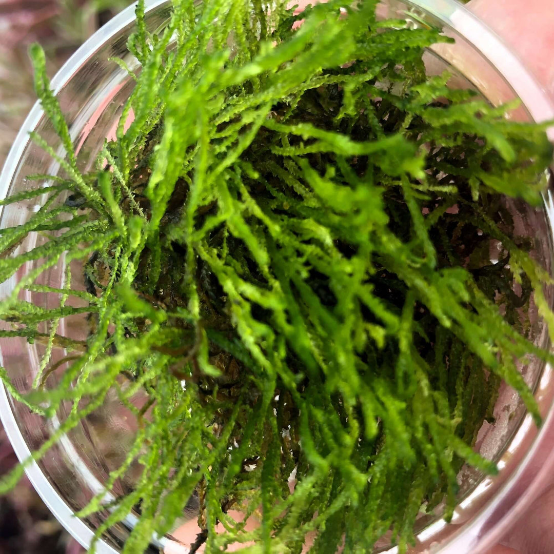 Flame Moss (Taxiphyllum alternans 'Taiwan Flame')