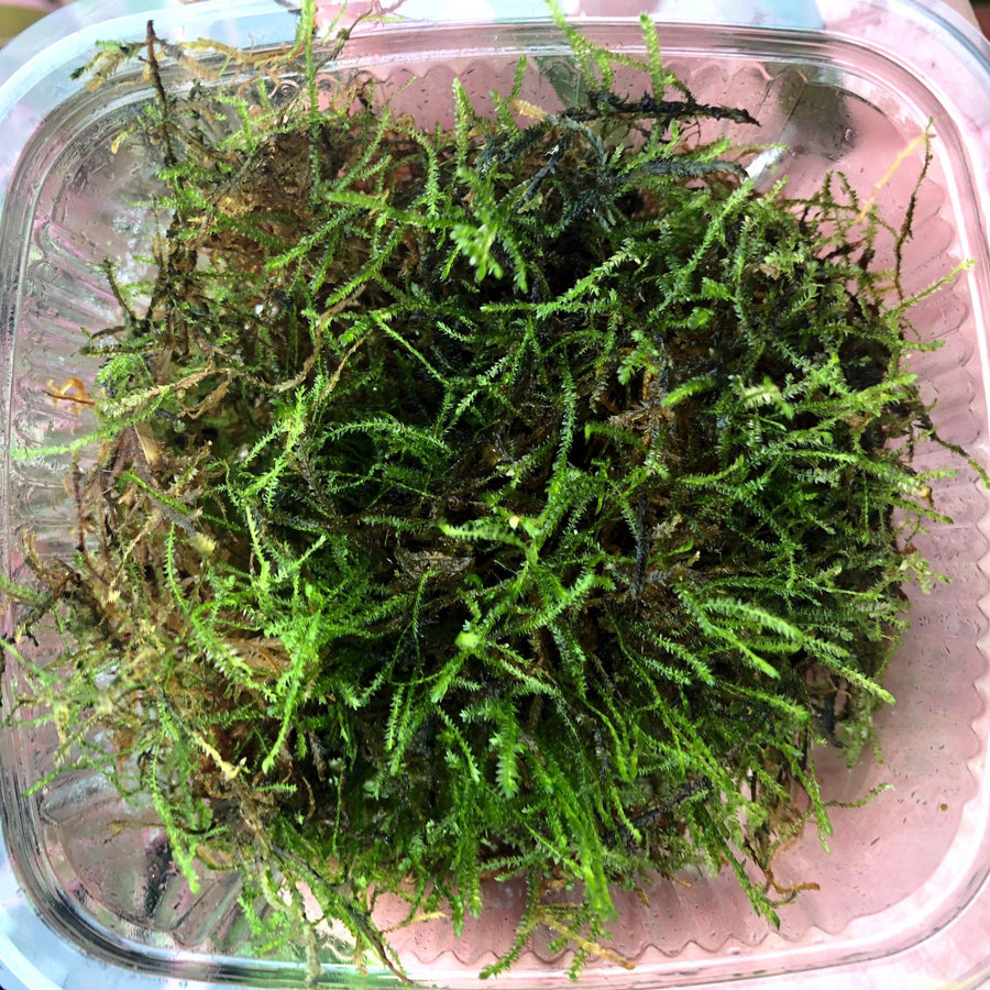 Java Moss (Vesicularia dubyana) - Bulk Pack