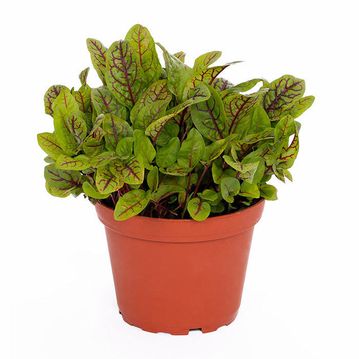 Red Sorrel 'Red Pixie' (Rumex sanguineus)