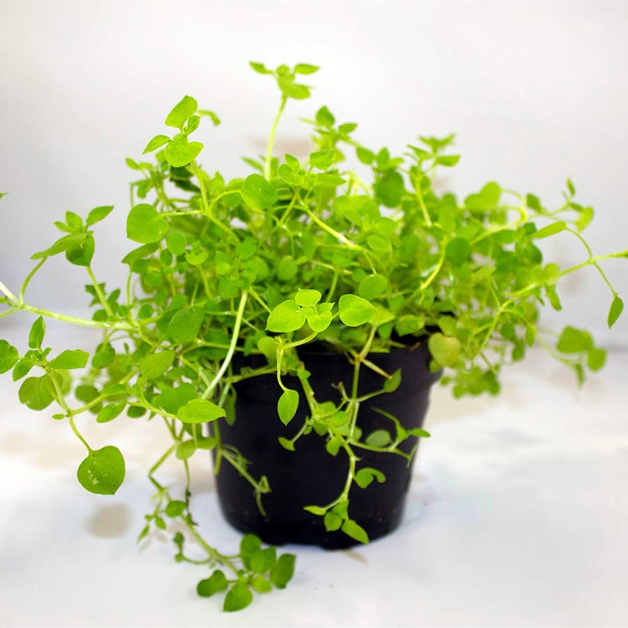 Chickweed (Stellaria media)