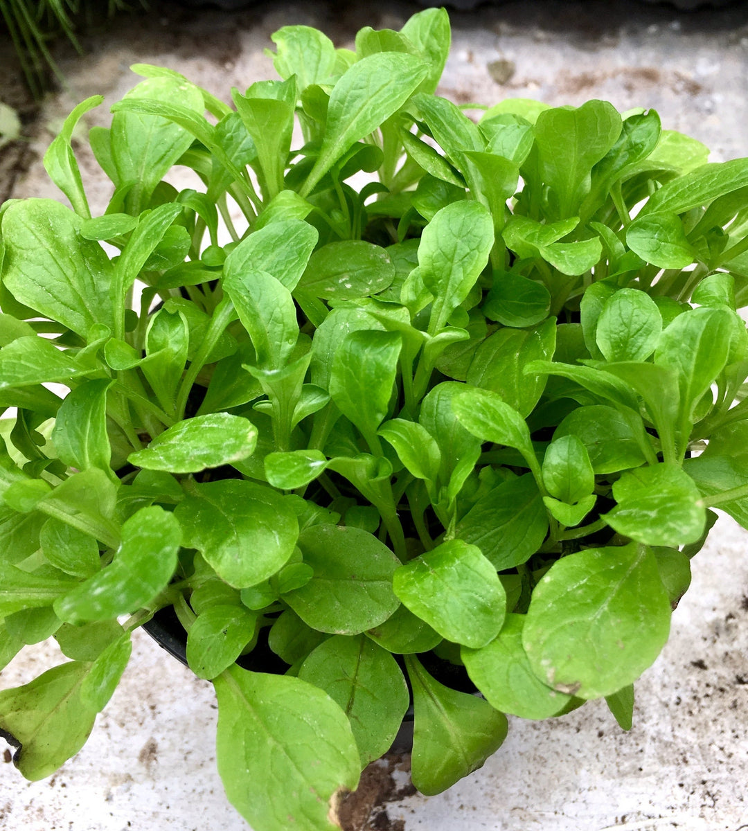 Lambs Lettuce (Valerianella locusta)