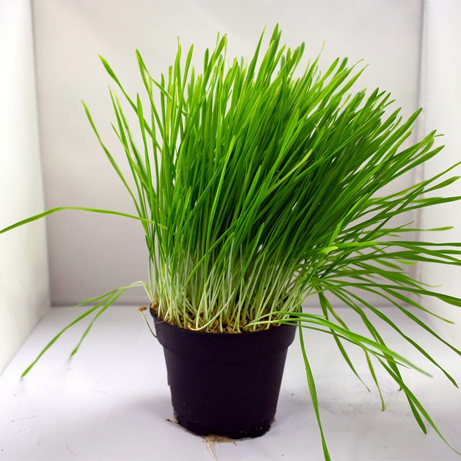 Wheatgrass (Triticum aestivum)