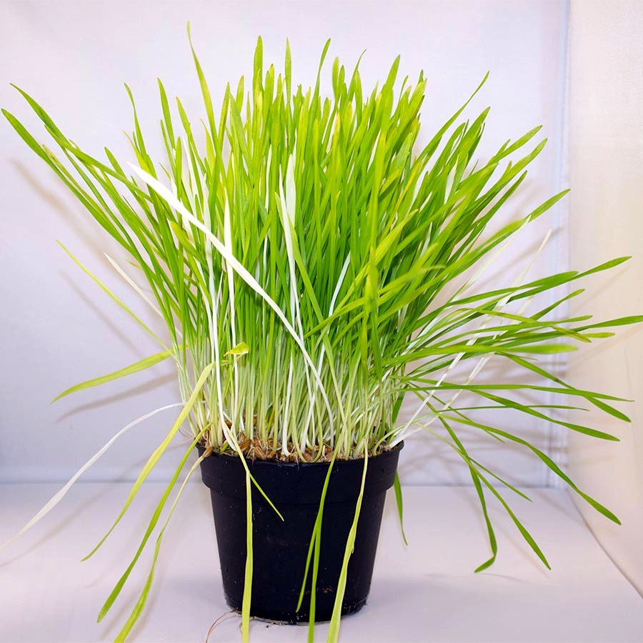 Barley Grass (Hordeum vulgare)