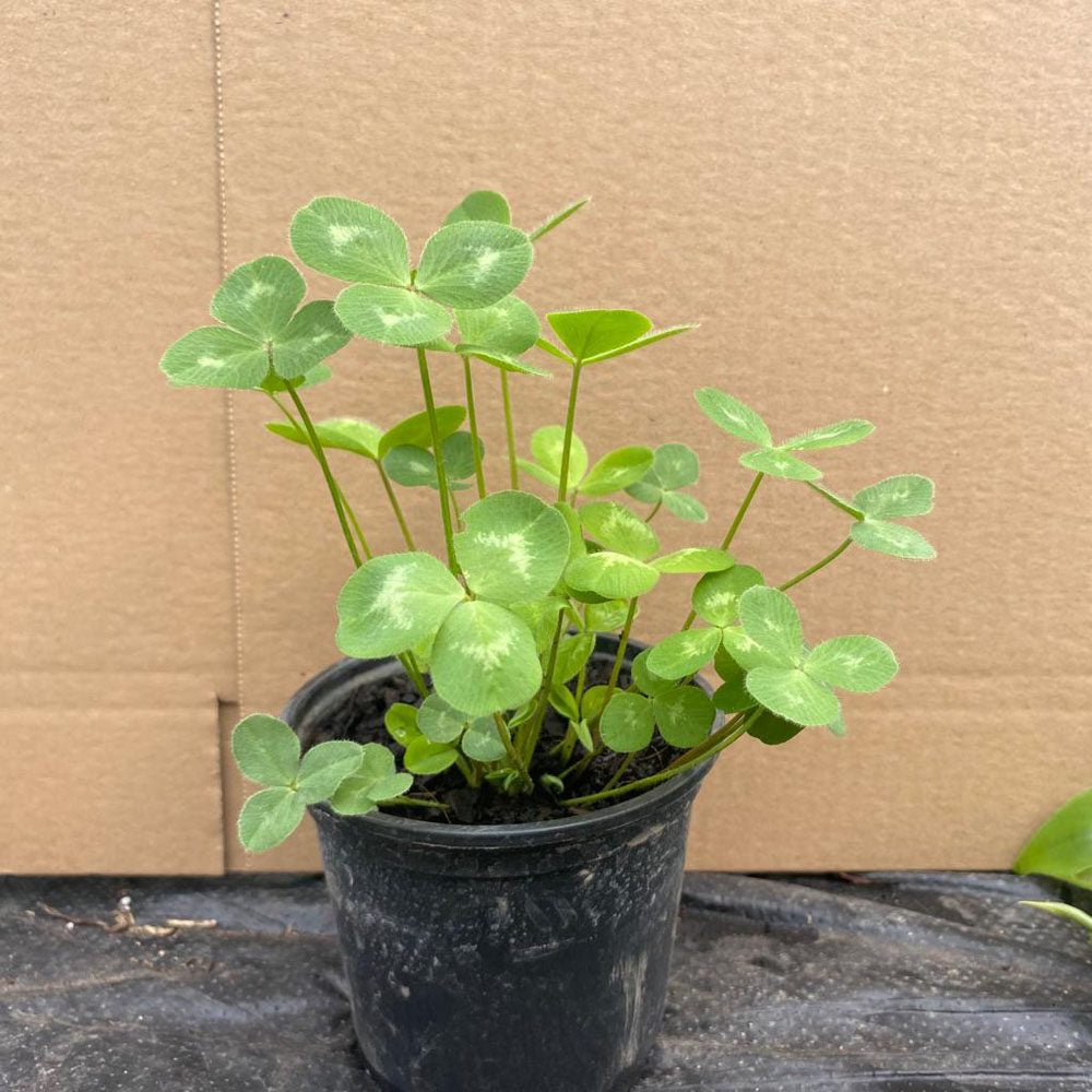 Red Clover (Trifolium pratense)