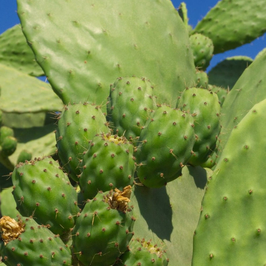 Prickly Pear Pads