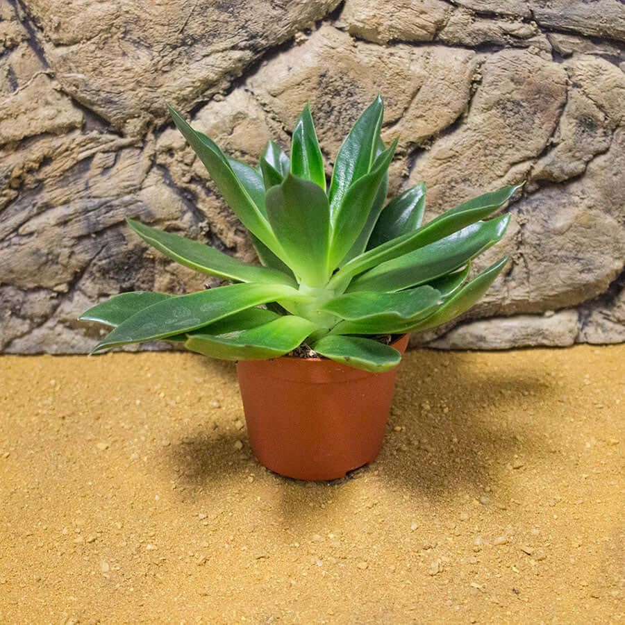 Aloe reynoldsii