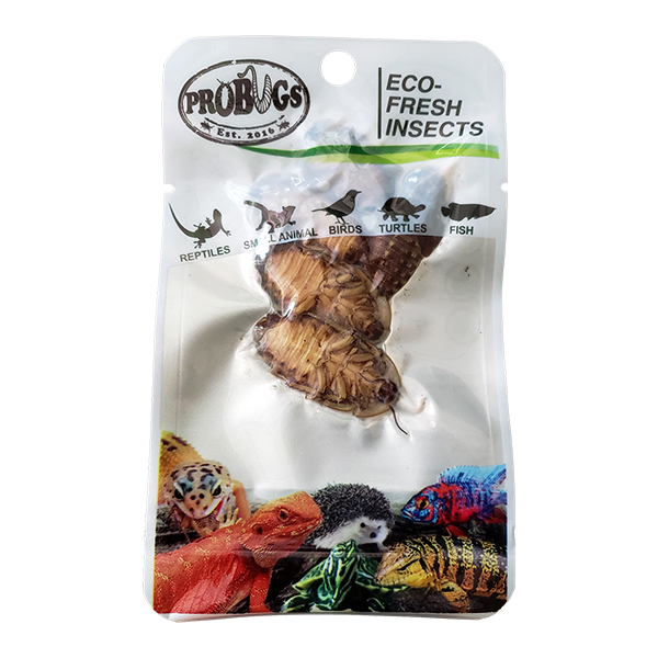 ProBugs Eco Fresh Dubia Cockroach 5pcs - 10 Packs