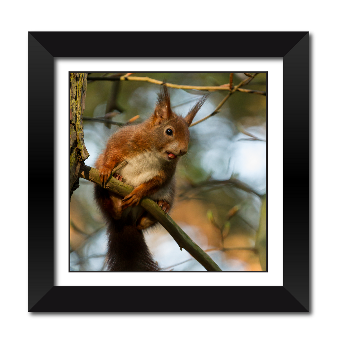 Red Squirrel with Nut 18" Framed Print