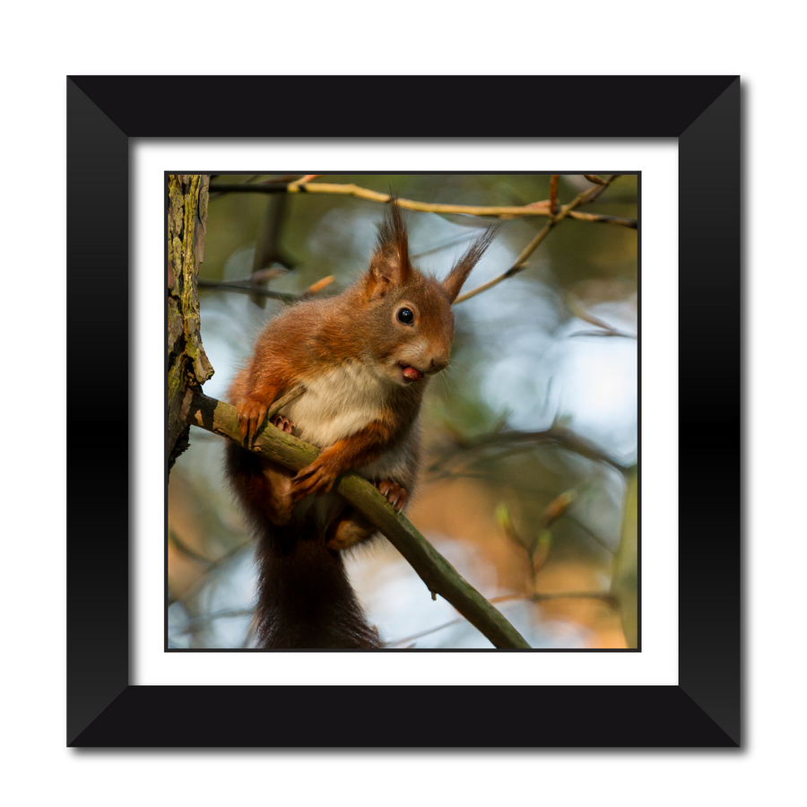Red Squirrel with Nut 18" Framed Print