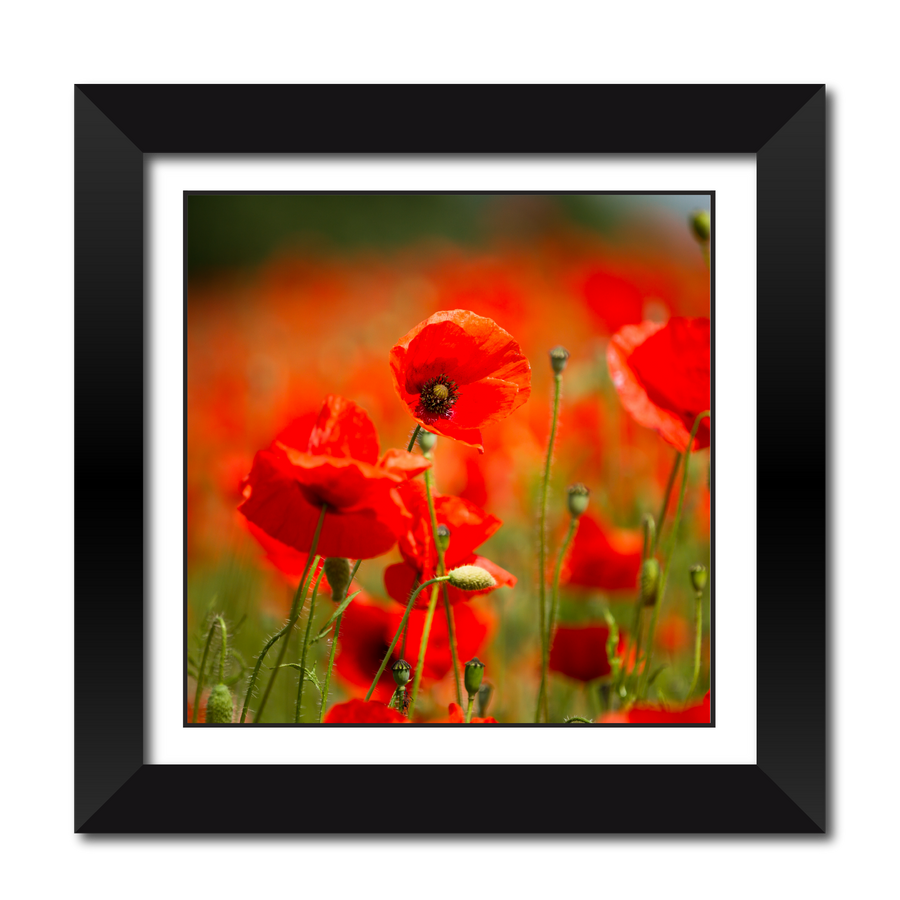 Remembrance Poppy 18" Framed Print
