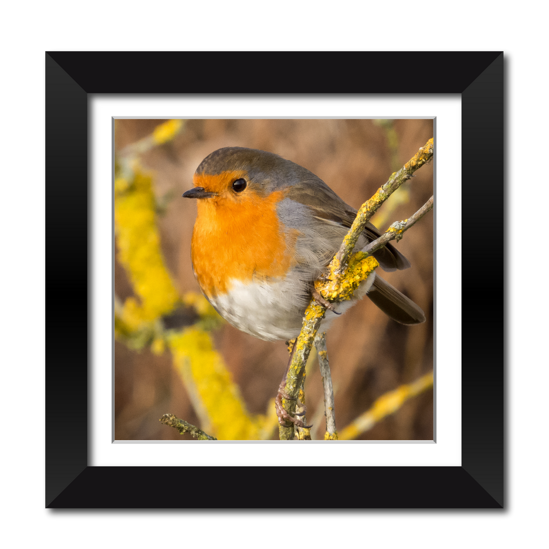 Robin 18" Framed Print