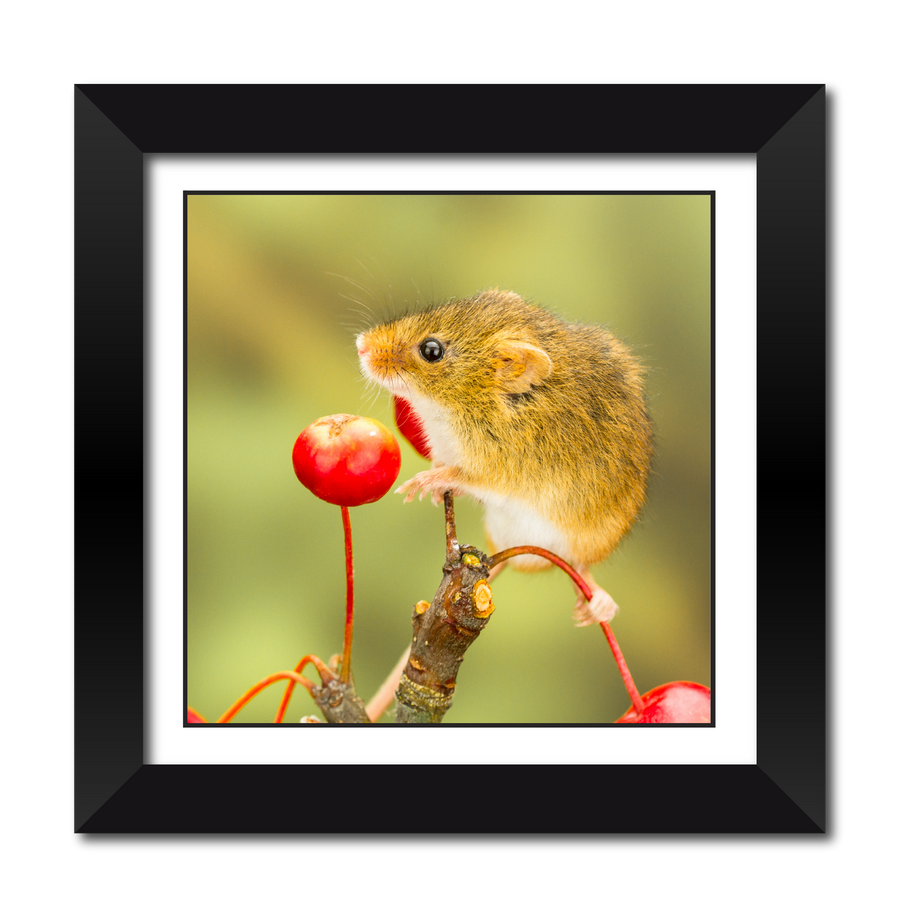 Harvest Mouse on Ornamental Apples 18" Framed Print