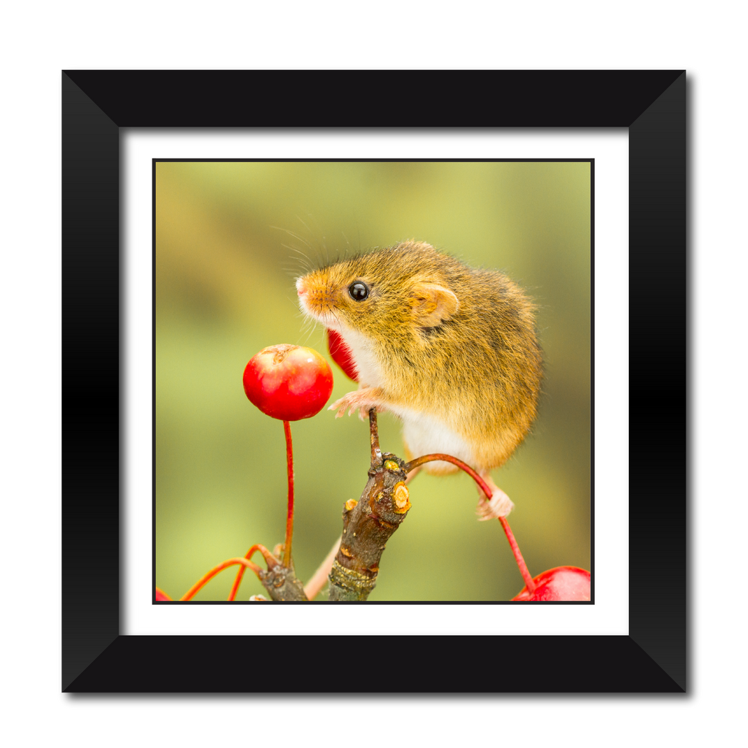 Harvest Mouse on Ornamental Apples 18" Framed Print