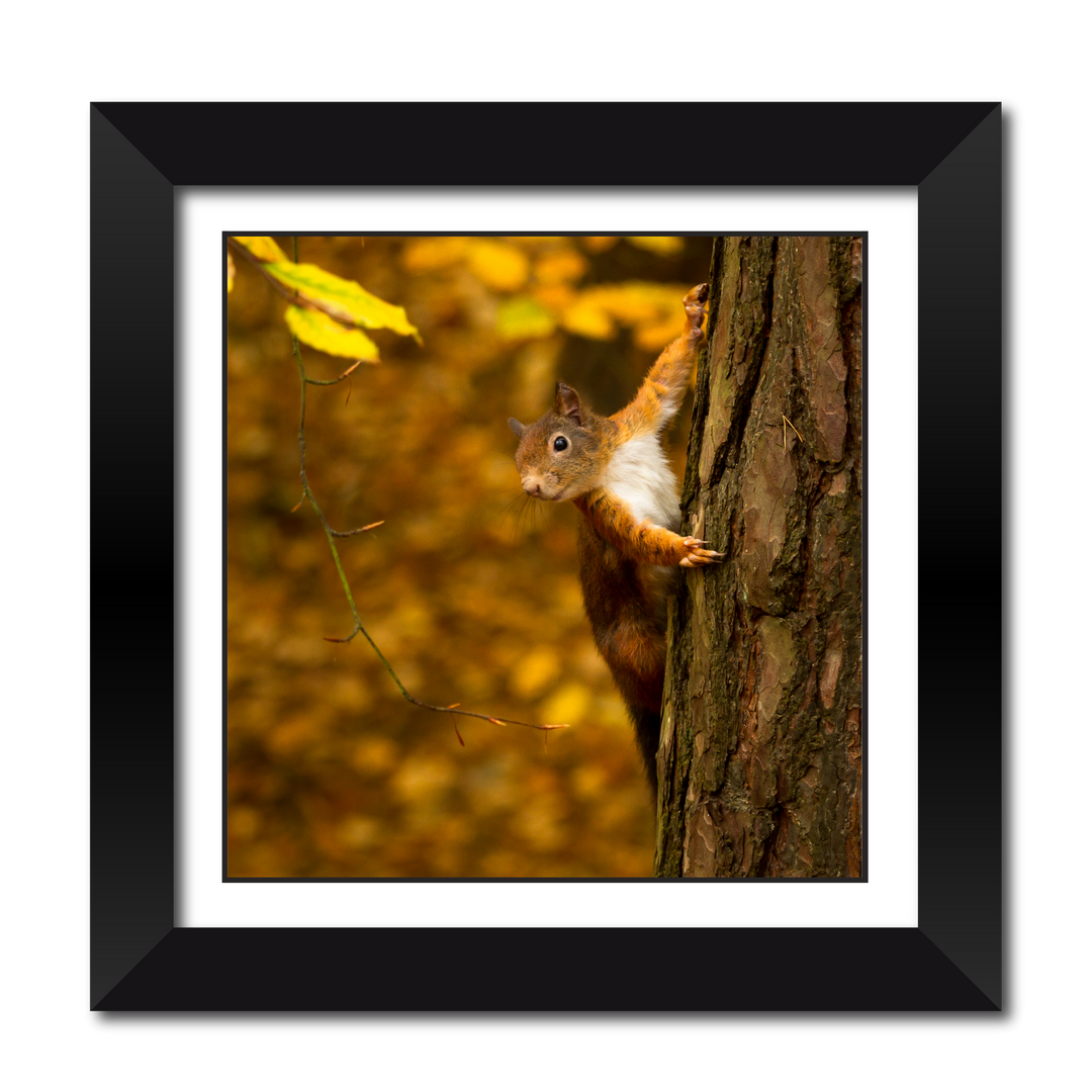 Red Squirrel 18" Framed Print